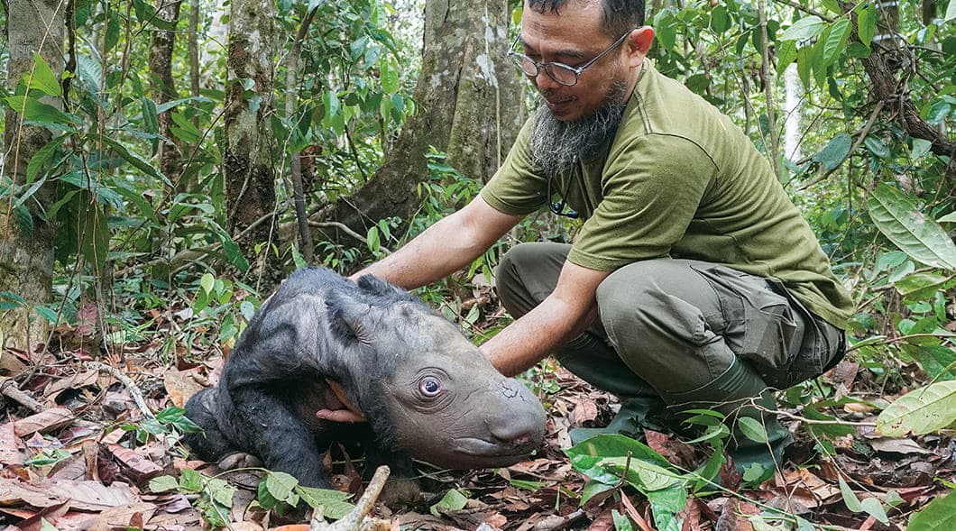 Sumatran Rhino Rescue Highlights One Year of Achievements, Next Steps –  National Geographic Society Newsroom