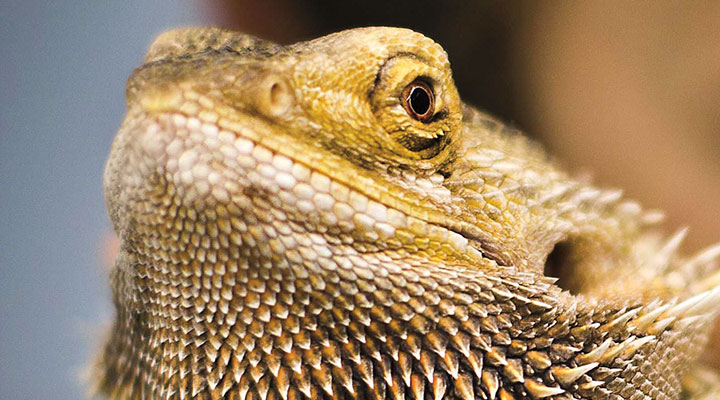 Debate: Should Exotic Reptiles Be Sold as Pets?