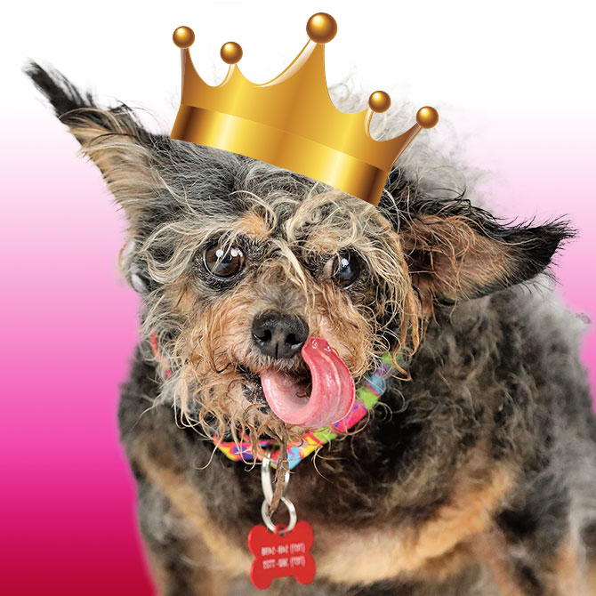 2019 ugliest dog