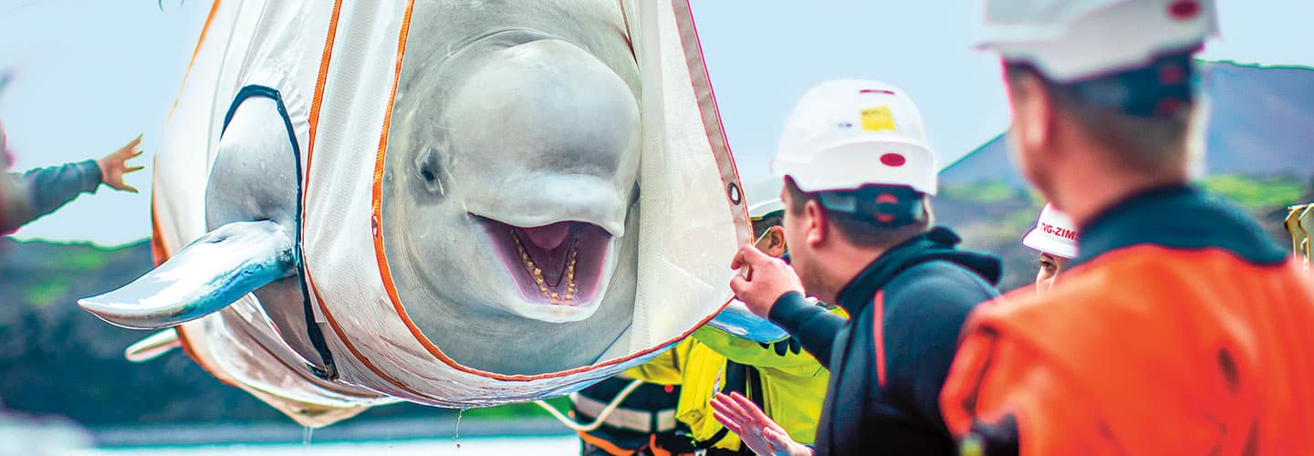 A Beluga whale lifted in a special harness