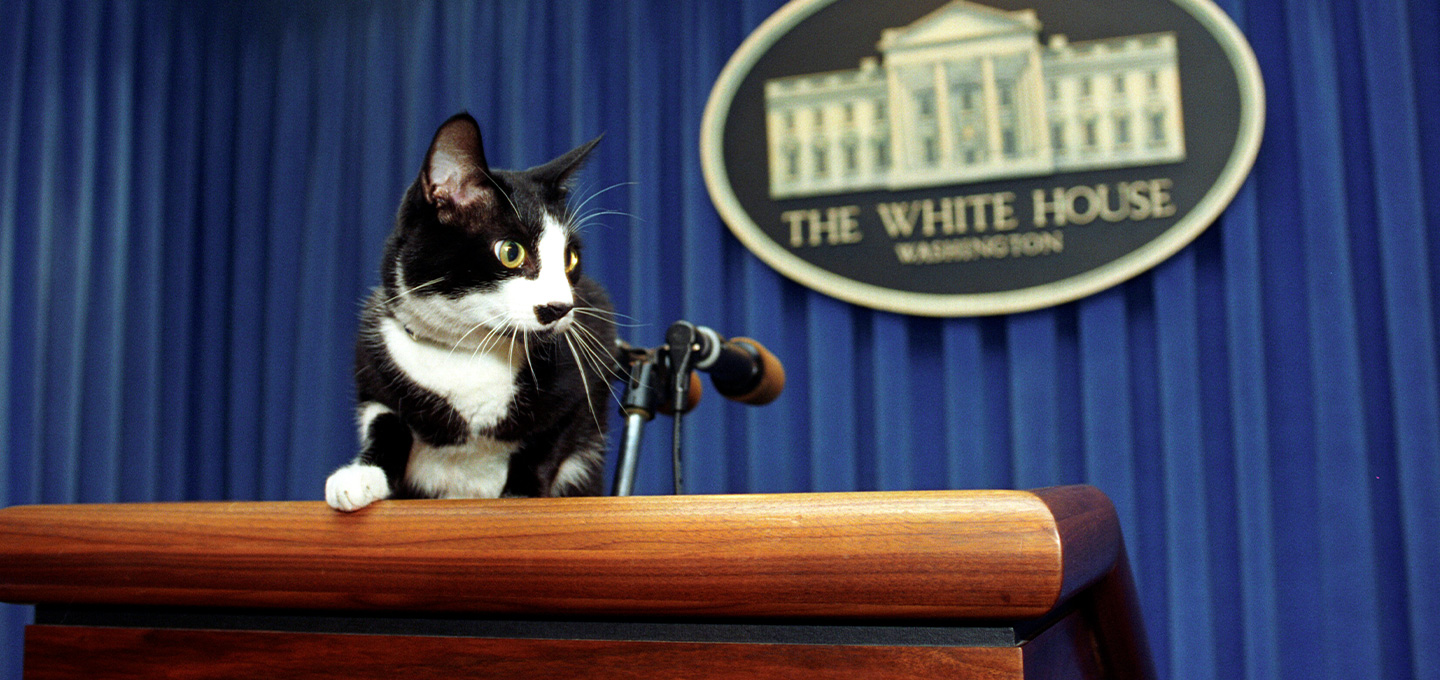 A cat sits on the white house podium