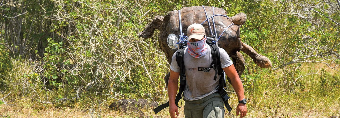 A man carries Diego the tortoise on his back