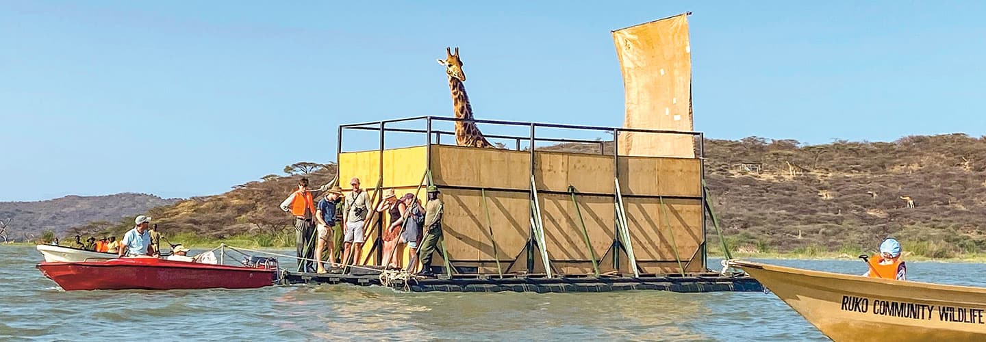 A raft with a giraffe and conservationists being towed across a river