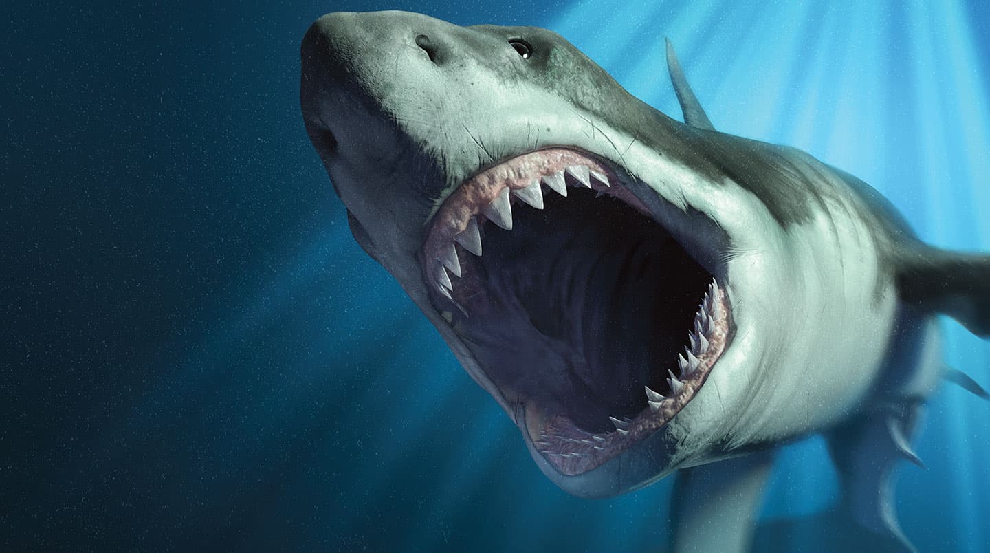 A shark opens its mouth wide, showing its teeth