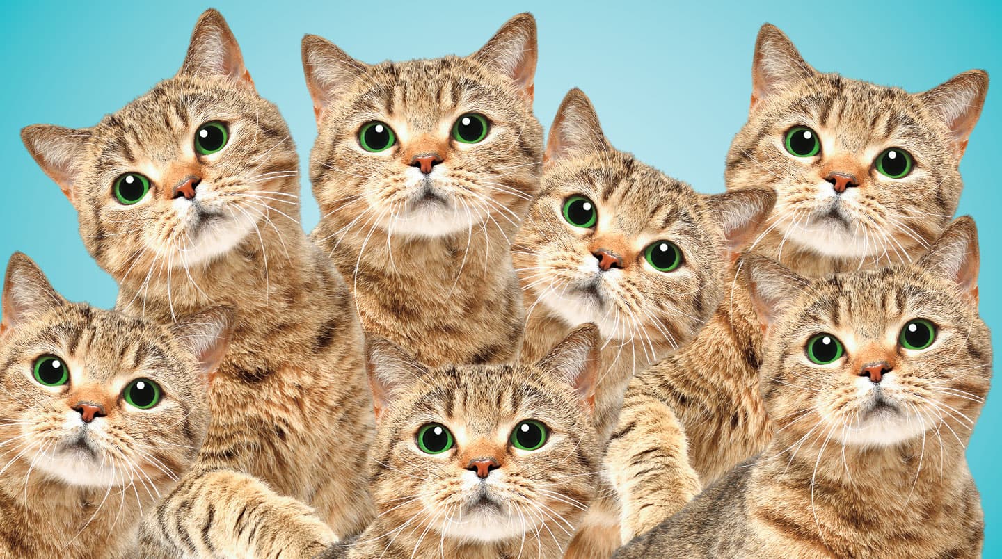 A collage of seven identical-looking cats.