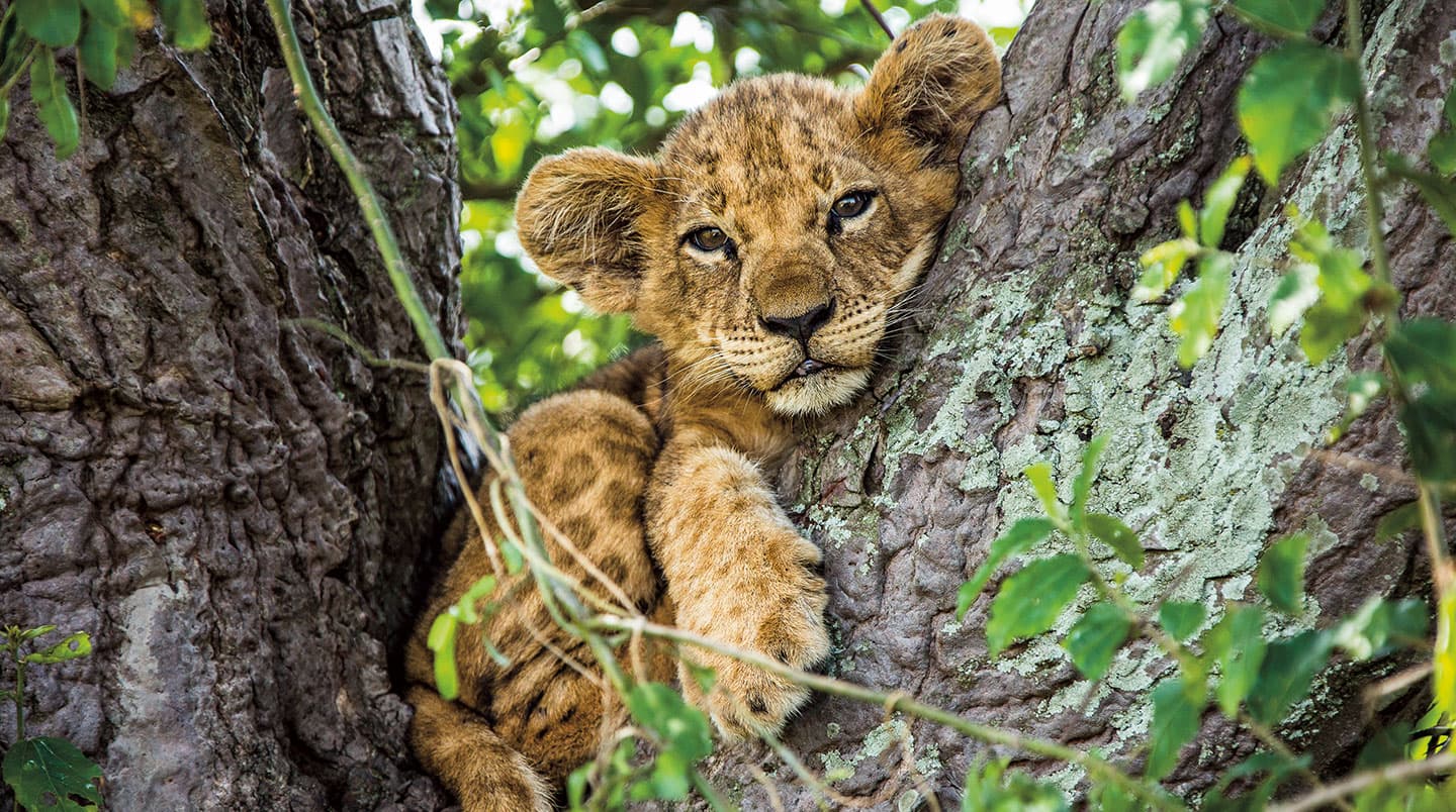 A lion cub lays in a tree