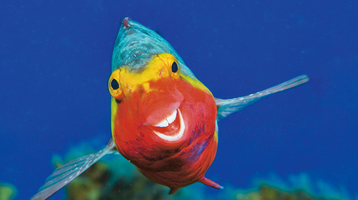 A colorful, striped parrot fish looks like its smiling