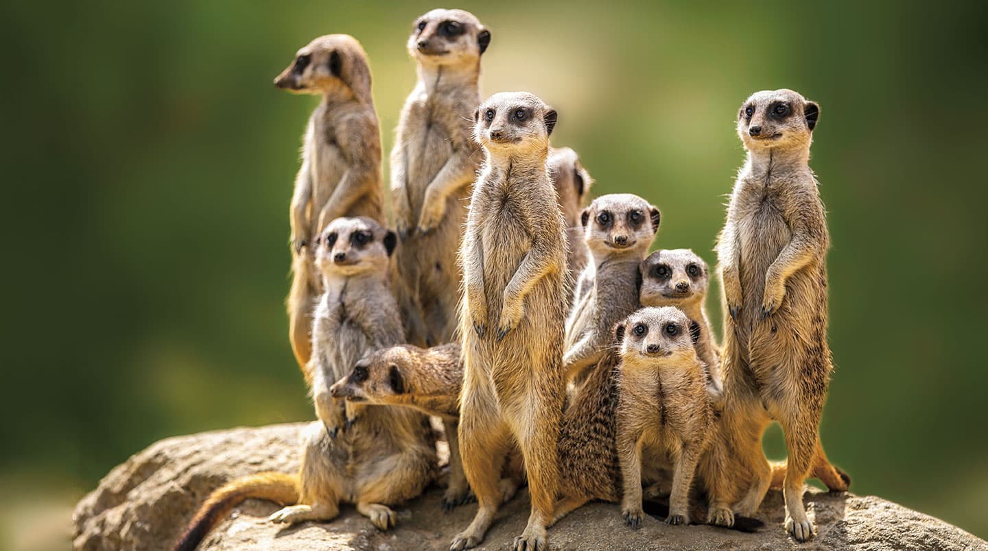 A group of meerkats on a rock sit or stand on their hind legs