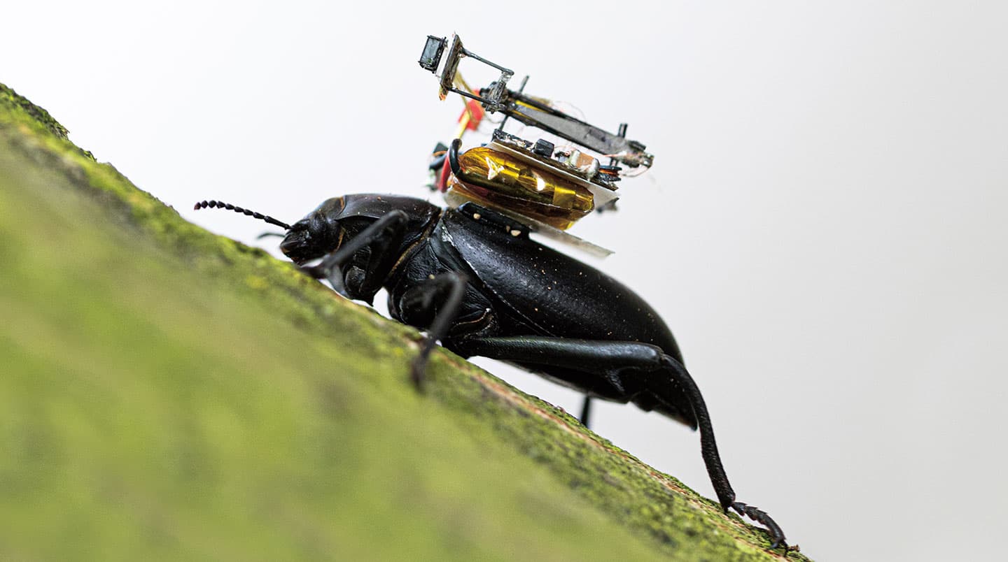 A camera and circuit board attached to the back of a beetle.