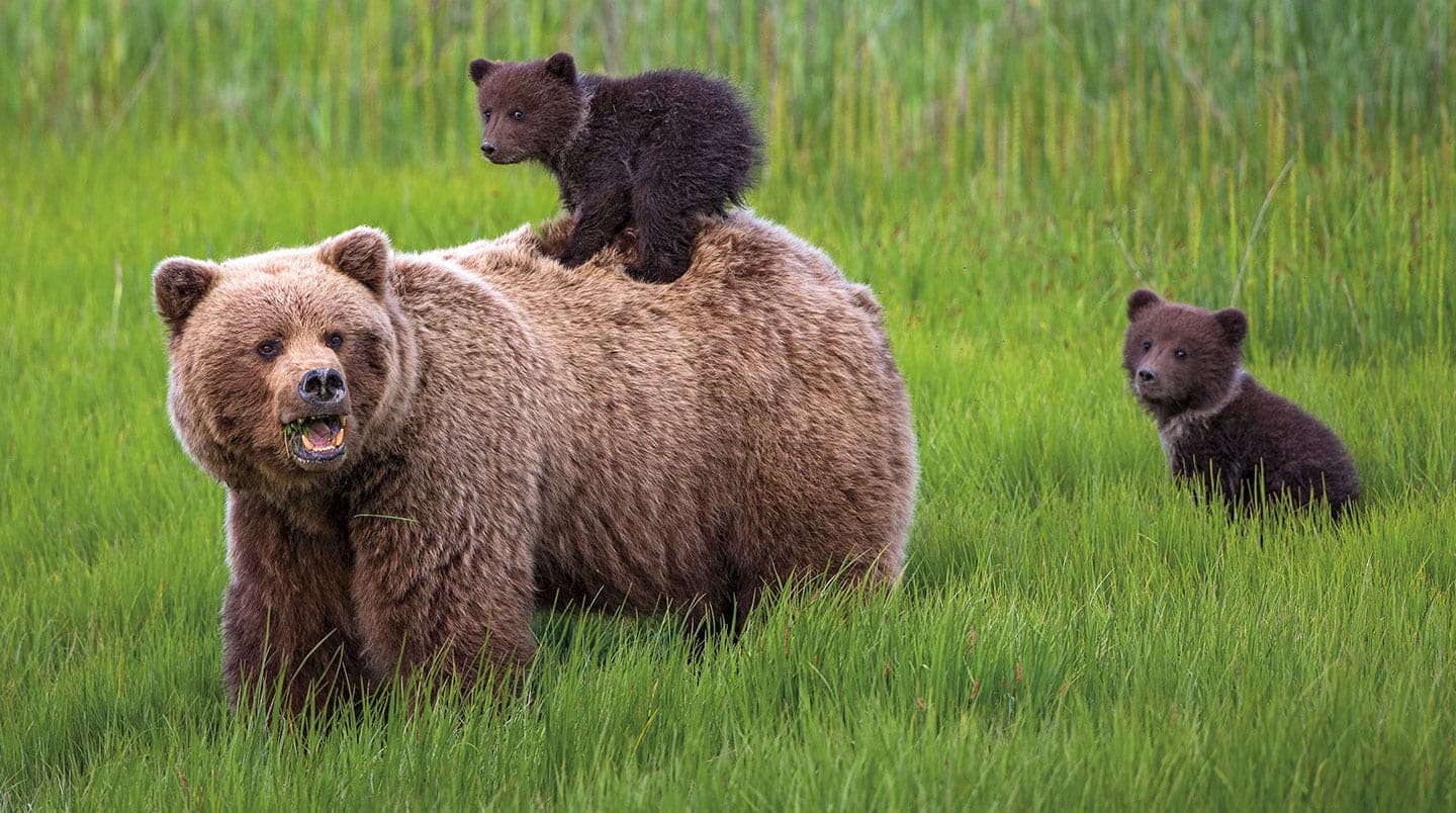 A baby grizzly bear stands on its mother’s back