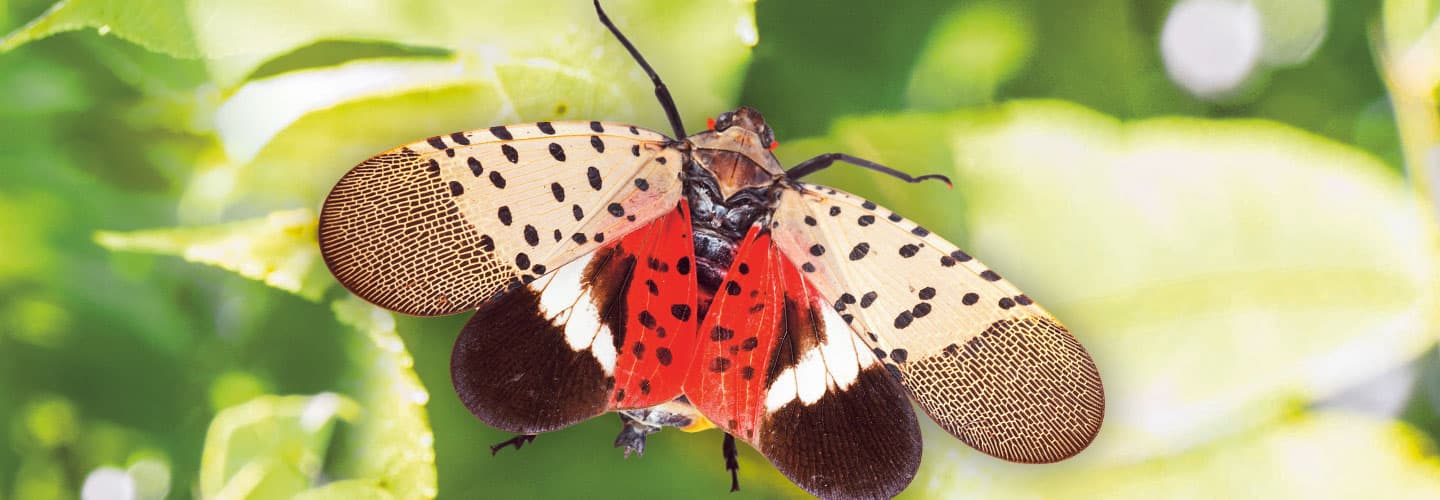A lanternfly has multi-patterned wings