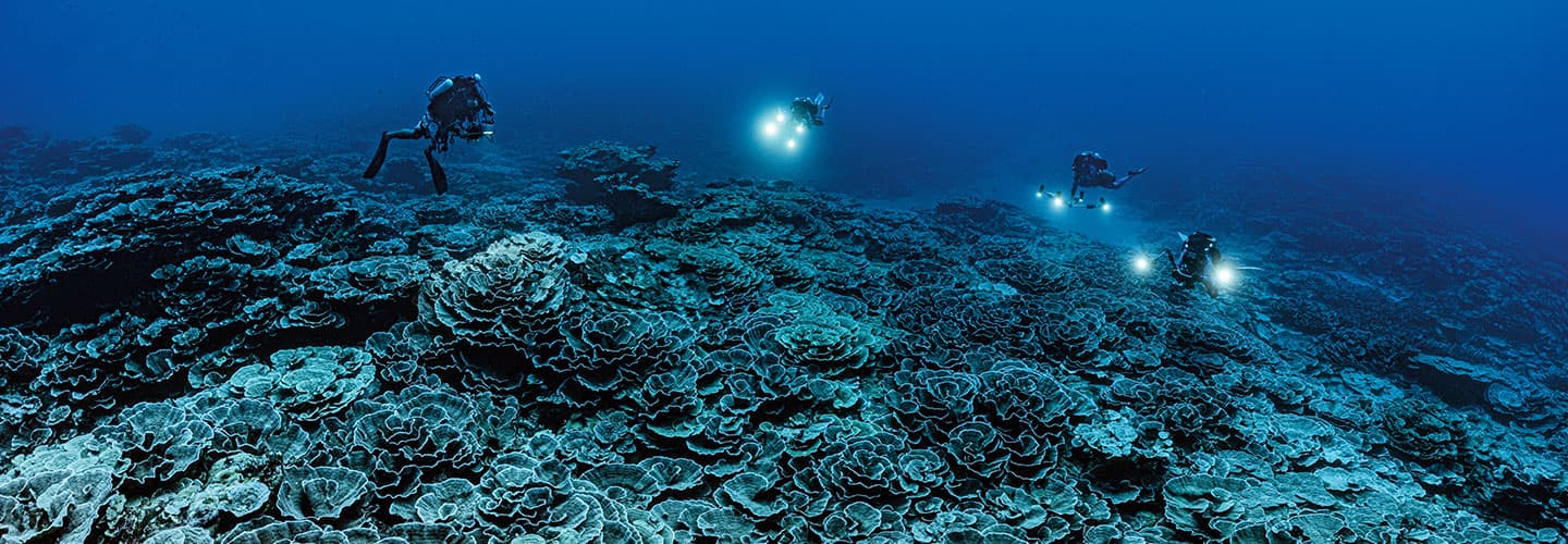 Divers swim around a large coral reef.