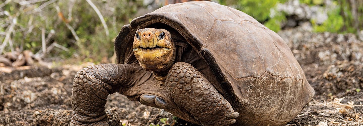 Five Endangered Keystone Species Making Comebacks