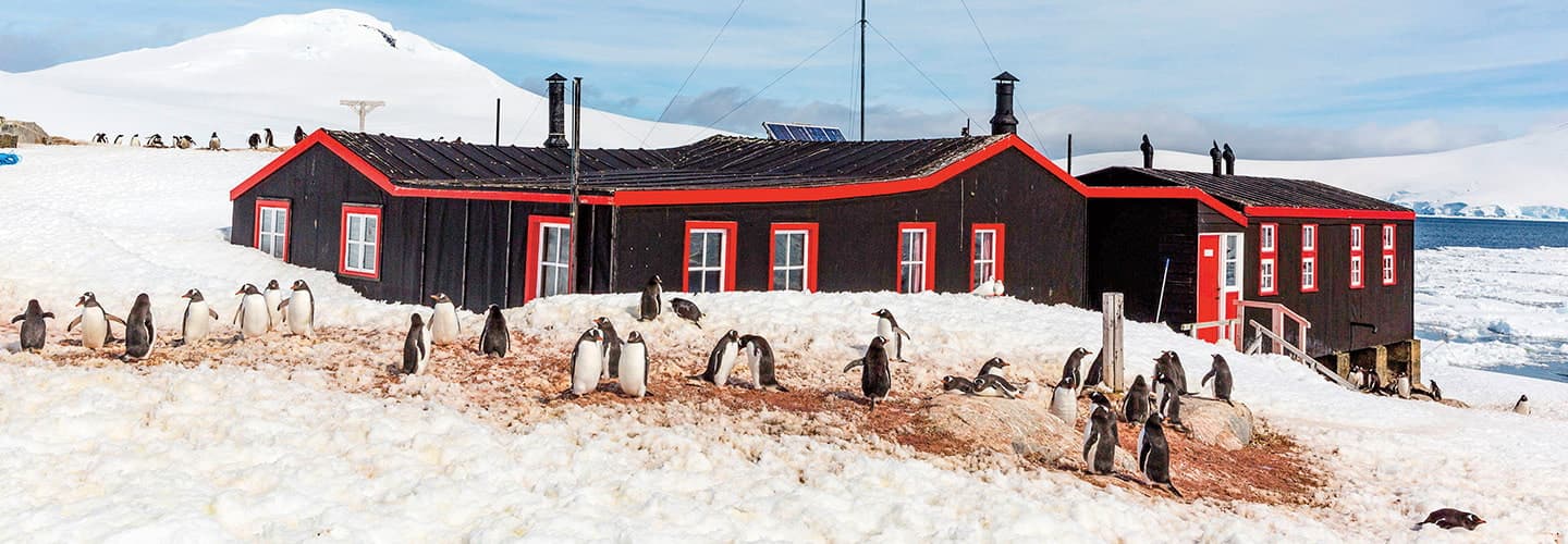Image of penguins gathered on a snowy landscape in front of a building