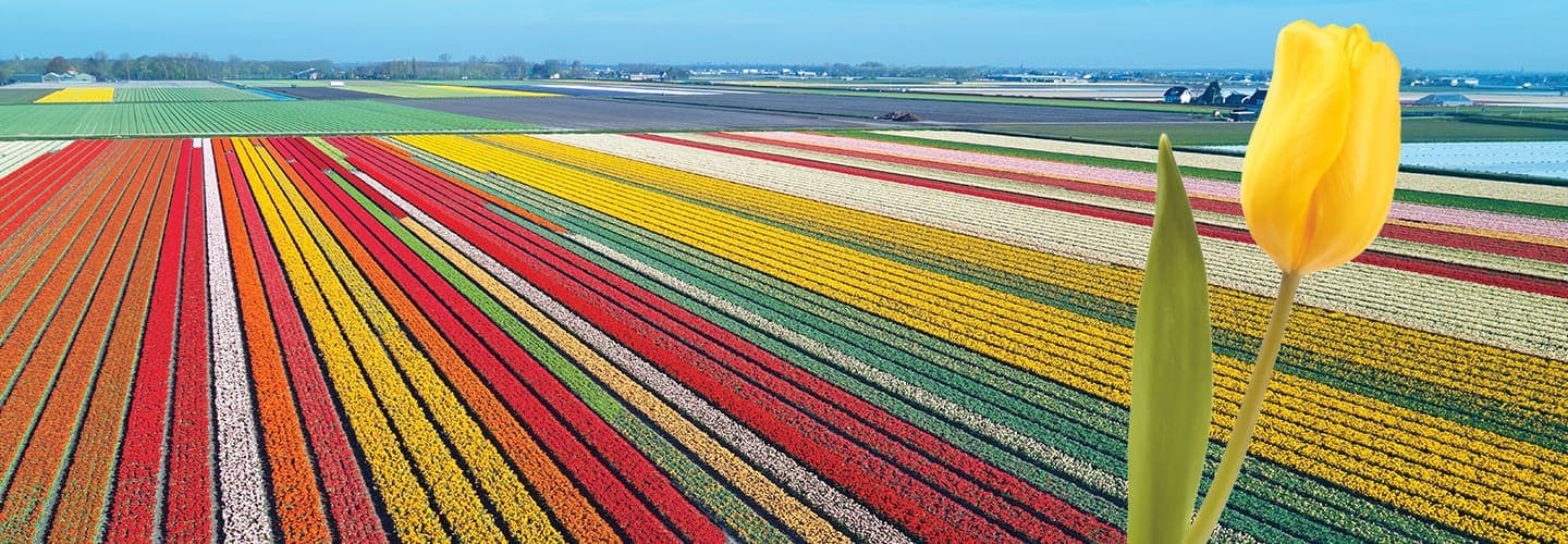 Image of a field of colorful tulips and a yellow tulip in foreground