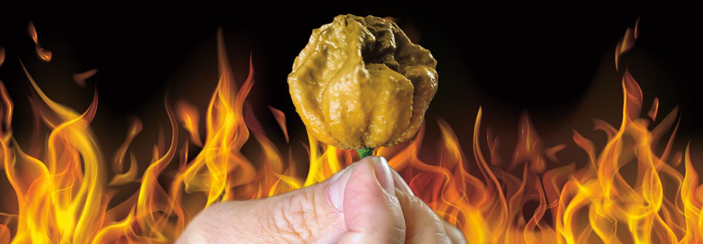 Image of a hand holding up a small hot pepper while flames decorate background