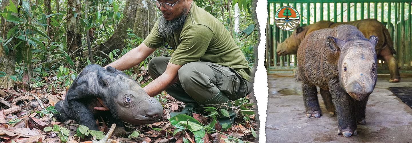 Sumatran Rhino Rescue Partners Expand Indonesian Sanctuary – National  Geographic Society Newsroom