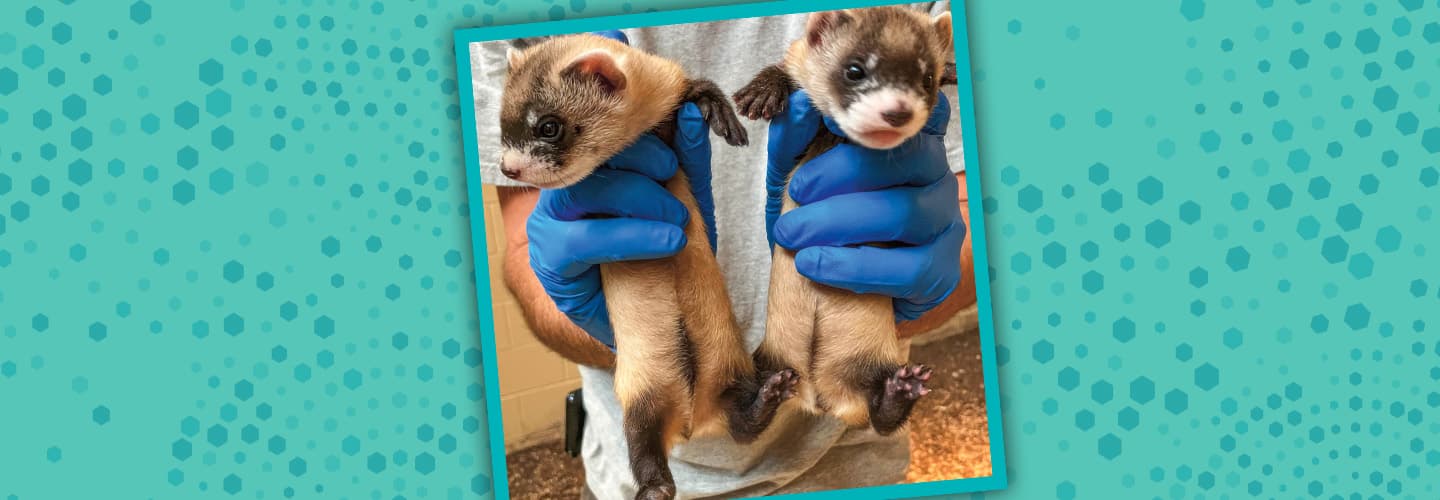 Image of a person holding a ferret in each hand