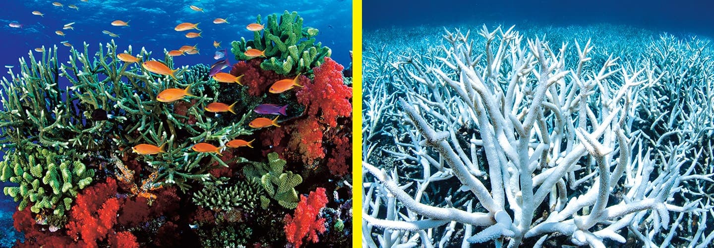 Image of a thriving coral reef and image of a dying one