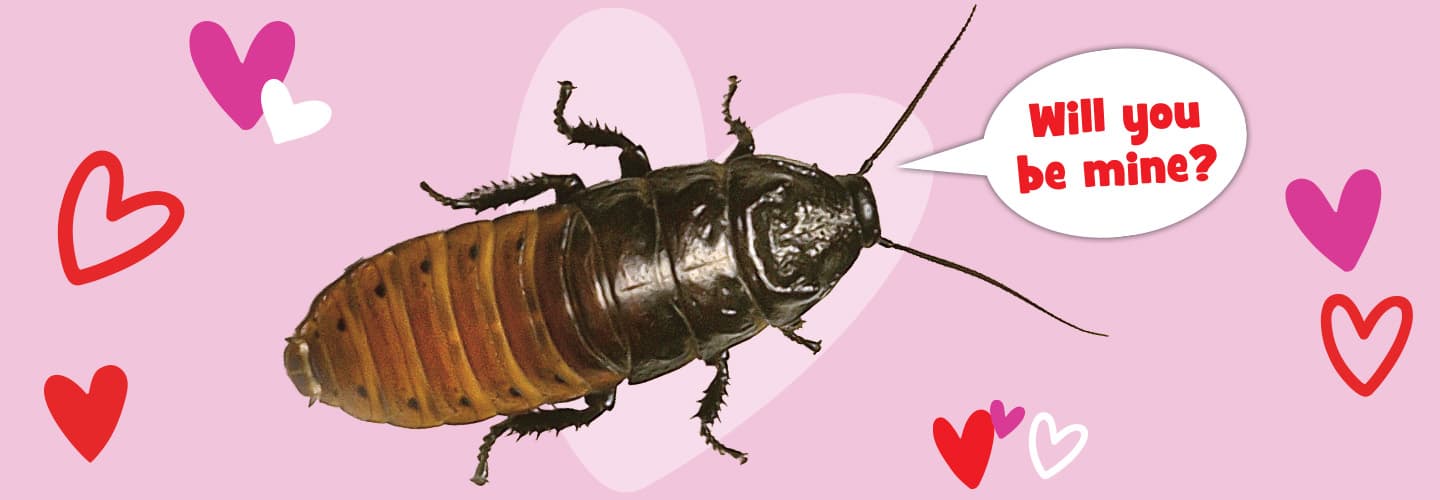 Image of cockroach surrounded by hearts with text, "Will you be mine?"