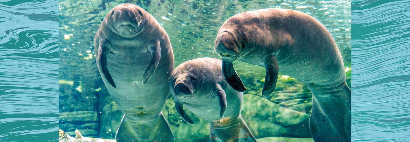 Photo of three manatees swimming underwater