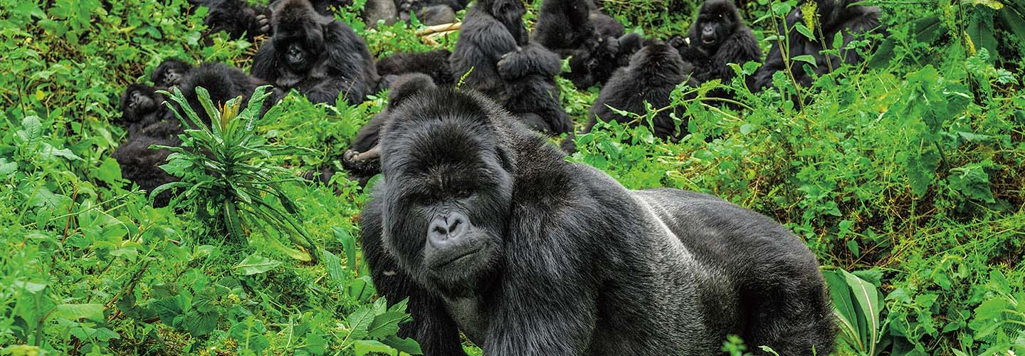 A silverback gorilla in the foreground with a group of gorillas resting in green vegetation