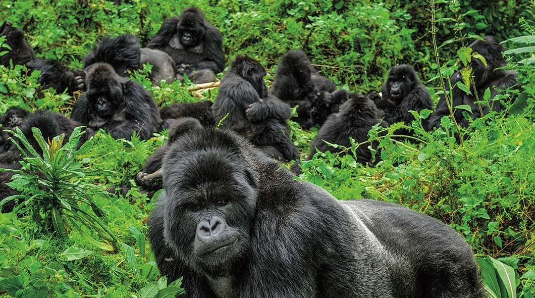 A group of mountain gorillas resting in lush green vegetation