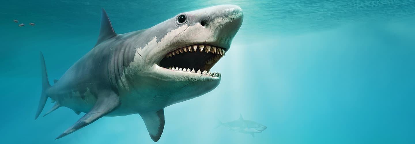 A large shark swims with its mouth open, rows of teeth visible, in clear blue water