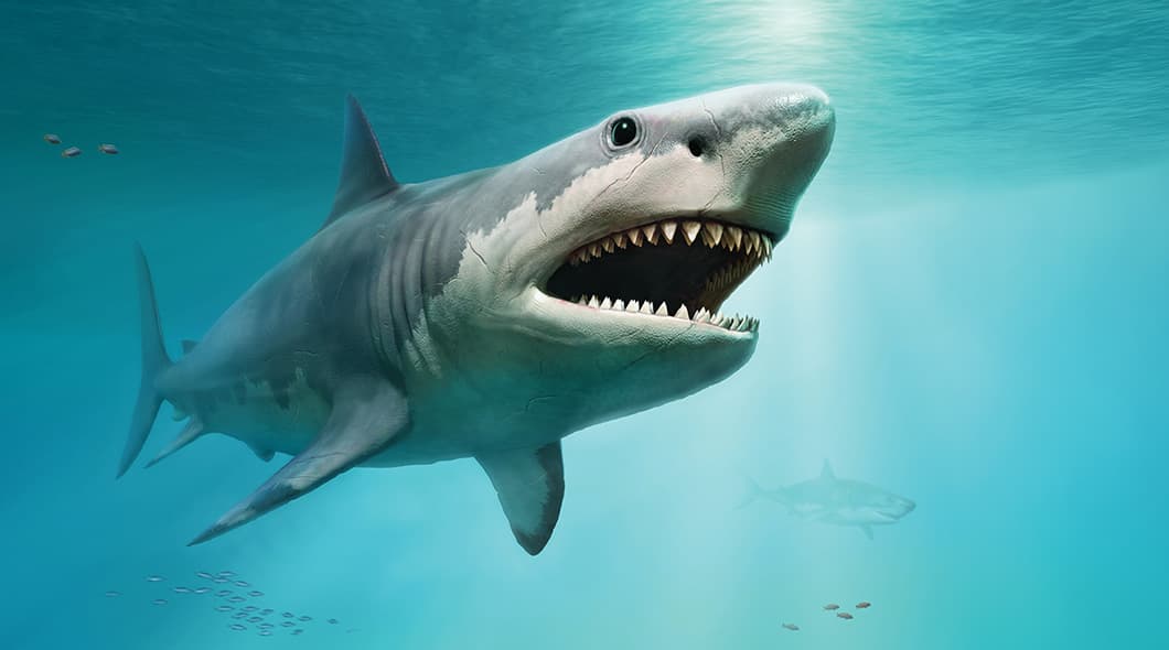 A large shark swims underwater with its mouth open, revealing rows of sharp teeth