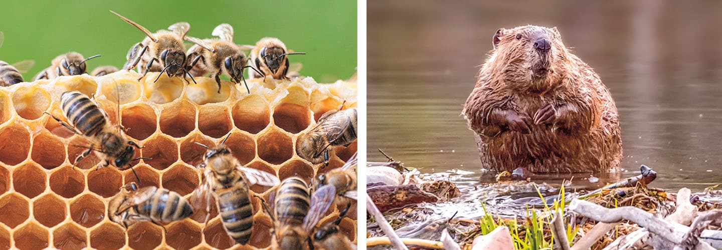 Two photos show honeybees on a honeycomb and a wet beaver at the edge of a body of water