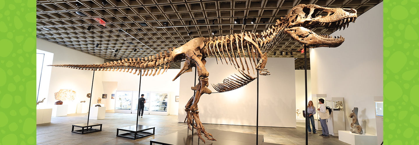 A large dinosaur skeleton on display in a museum gallery with visitors nearby