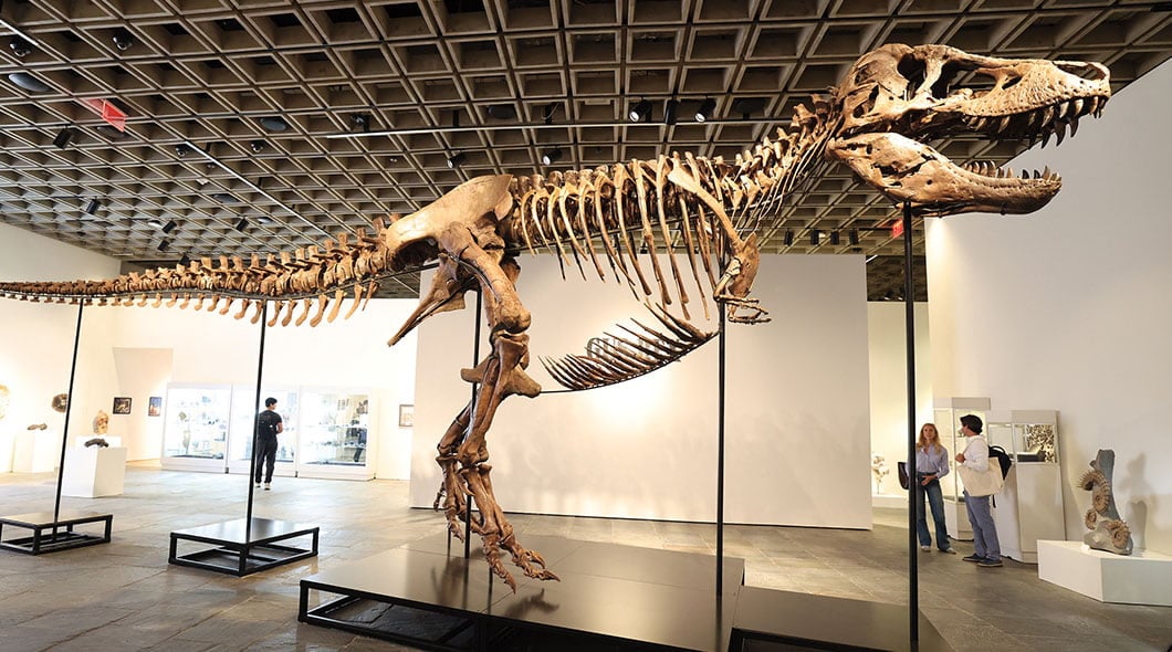 A large dinosaur skeleton on display in a museum gallery with visitors nearby