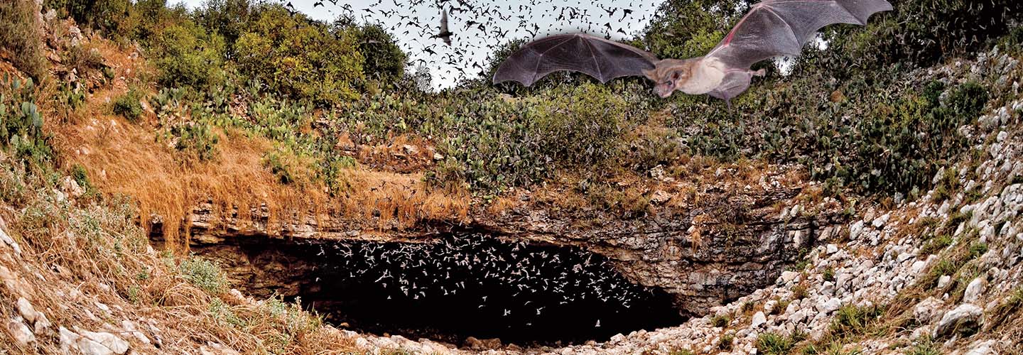 A large swarm of bats flies out of a rocky cave opening surrounded by scrubland