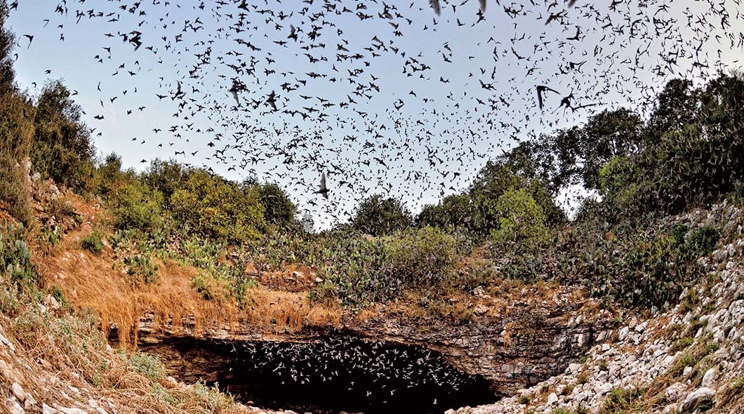 A large swarm of bats flies out of a cave opening in a rocky, vegetated landscape