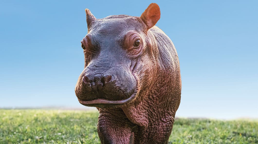 A young hippo stands in short green grass under a clear blue sky & faces the camera